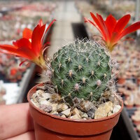 Rebutia gibbulosa KK 1563