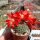 Rebutia gibbulosa KK 1563