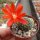 Rebutia gibbulosa KK 1563