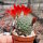 Rebutia gibbulosa KK 1563