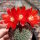 Rebutia gibbulosa KK 1563