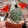 Rebutia gibbulosa KK 1563