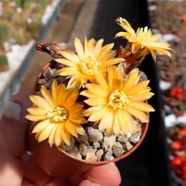 Rebutia gonjianii WR 578