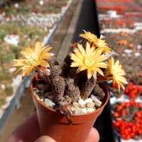 Rebutia gonjianii WR 578