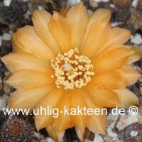 Rebutia gonjianii WR 578