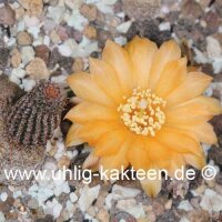 Rebutia gonjianii WR 578