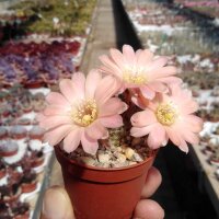 Rebutia haagei