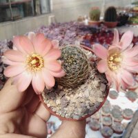 Rebutia haagei