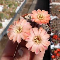 Rebutia haagei