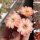 Rebutia haagei