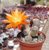 Rebutia heliosa (syn. Aylostera)