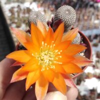 Rebutia heliosa (syn. Aylostera)