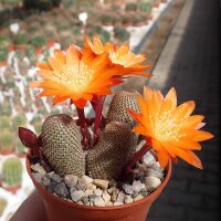 Rebutia heliosa WR 314