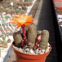 Rebutia heliosa WR 314