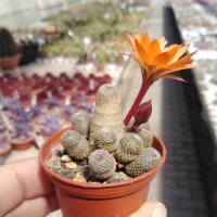 Rebutia heliosa WR 314