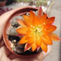 Rebutia heliosa WR 314