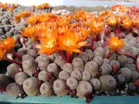 Rebutia heliosa WR 314