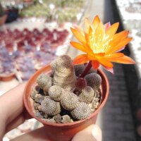 Rebutia heliosa WR 314
