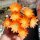 Rebutia heliosa WR 314
