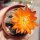 Rebutia heliosa WR 314