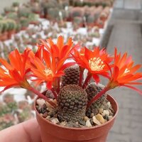 Rebutia heliosa v. condorensis L 401