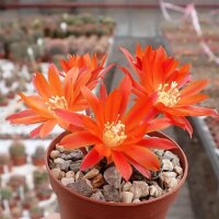 Rebutia heliosa v. condorensis L 401