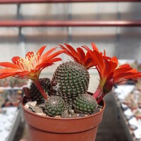 Rebutia heliosa v. cajasensis RH 243