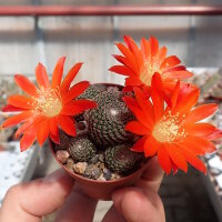 Rebutia heliosa v. cajasensis RH 243