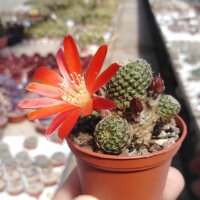 Rebutia heliosa v. condorensis RH 289