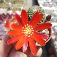 Rebutia heliosa v. condorensis RH 289