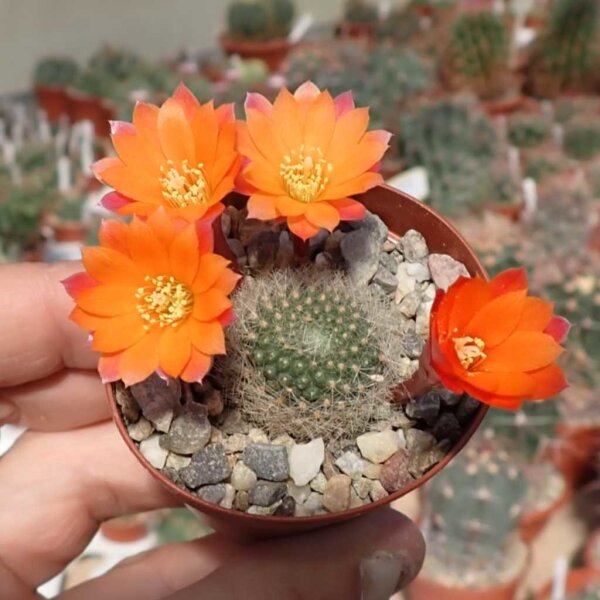 Rebutia hoffmannii WR 521a