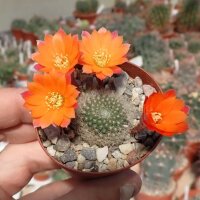 Rebutia hoffmannii WR 521a
