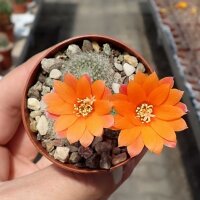 Rebutia hoffmannii WR 521a