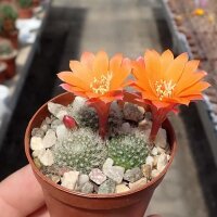 Rebutia hoffmannii WR 521a
