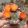 Rebutia hoffmannii WR 521a