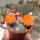 Rebutia hoffmannii WR 521a