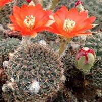 Rebutia huasiensis WR 313