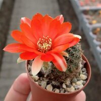 Rebutia huasiensis WR 313