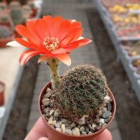 Rebutia huasiensis WR 313
