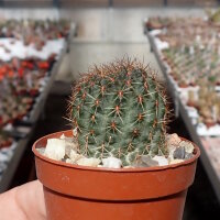 Rebutia huasiensis WR 313
