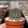 Rebutia huasiensis WR 313