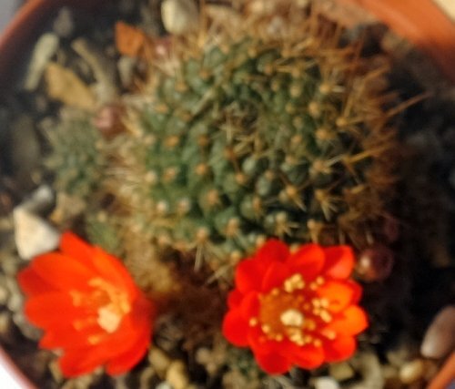 Rebutia ithyacantha