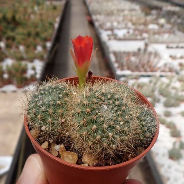 Rebutia jujuyana Terma de Reyes, Argentinien, 1900 m, (syn. Aylostera)