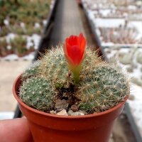 Rebutia jujuyana Terma de Reyes, Argentinien, 1900 m, (syn. Aylostera)