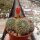 Rebutia jujuyana Terma de Reyes, Argentinien, 1900 m, (syn. Aylostera)