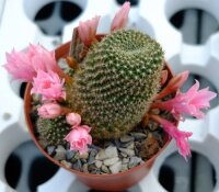 Rebutia kariusiana