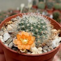 Rebutia kieslingii Caspata Salla