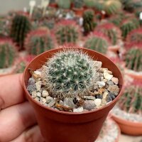 Rebutia kieslingii Caspata Salla