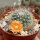 Rebutia kieslingii Caspata Salla