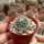 Rebutia kieslingii Caspata Salla